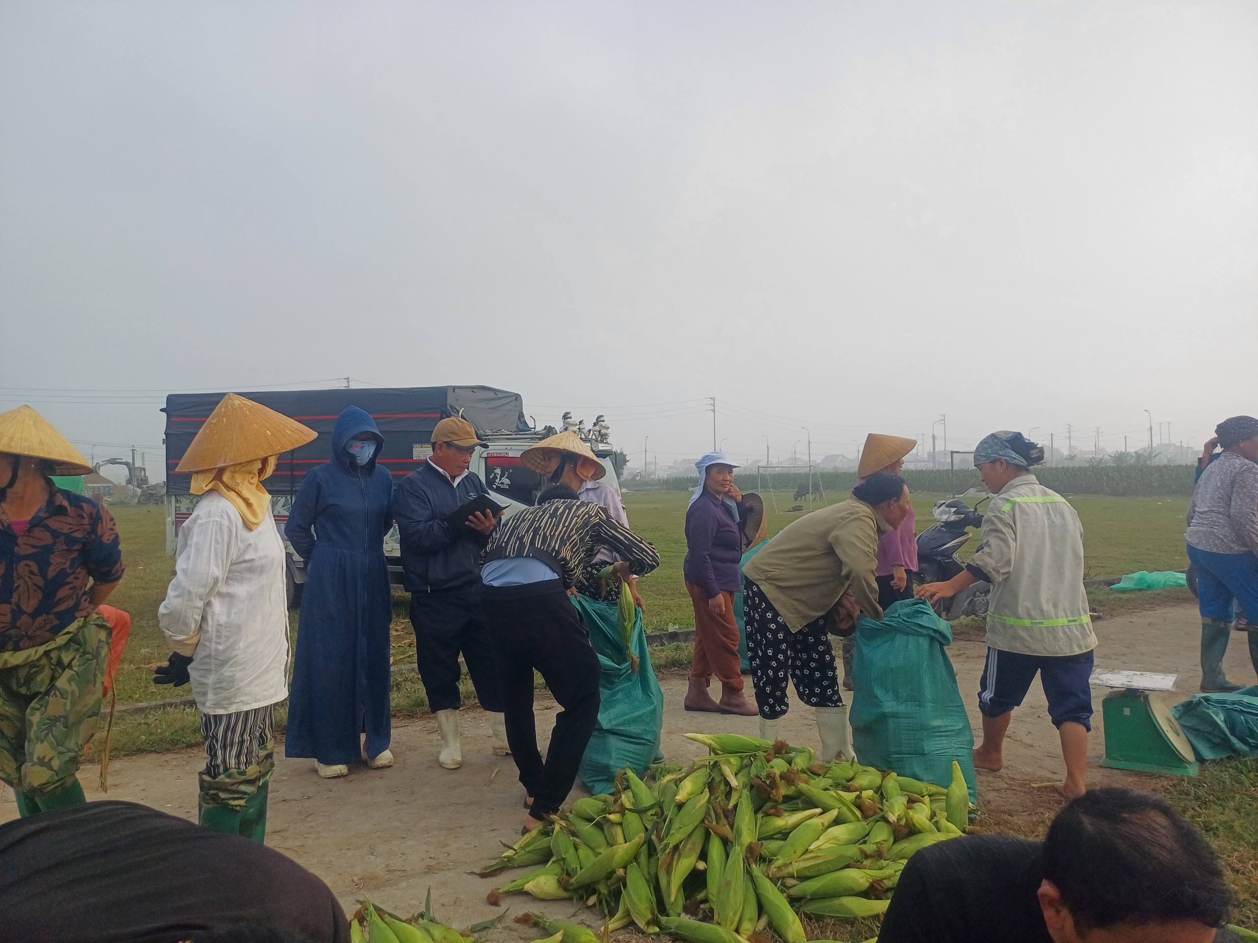 Nhân dân thôn Tiên Vệ phấn khởi thu hoạch ngô vụ đông